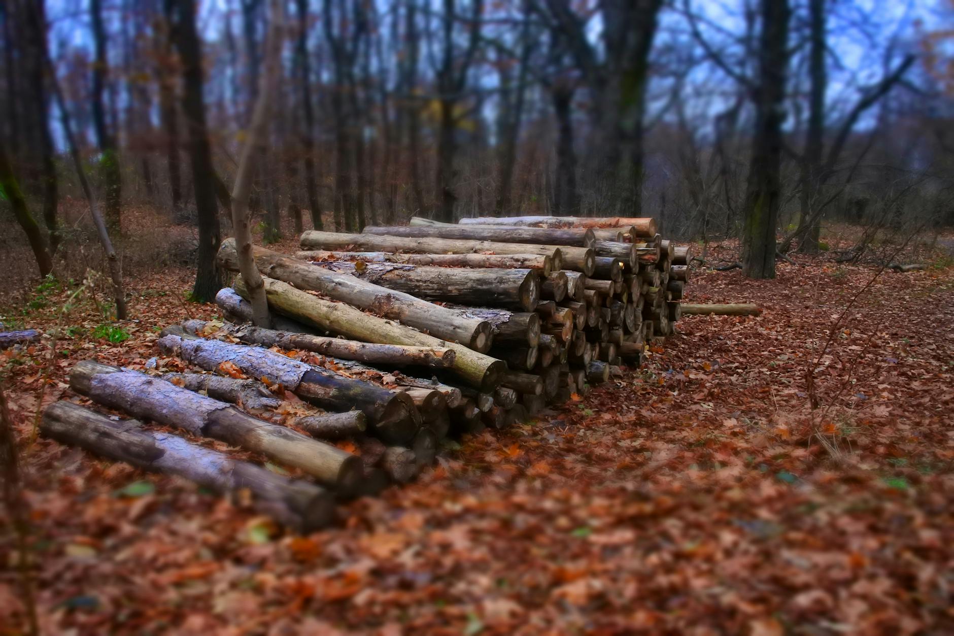 pile of fire woods
