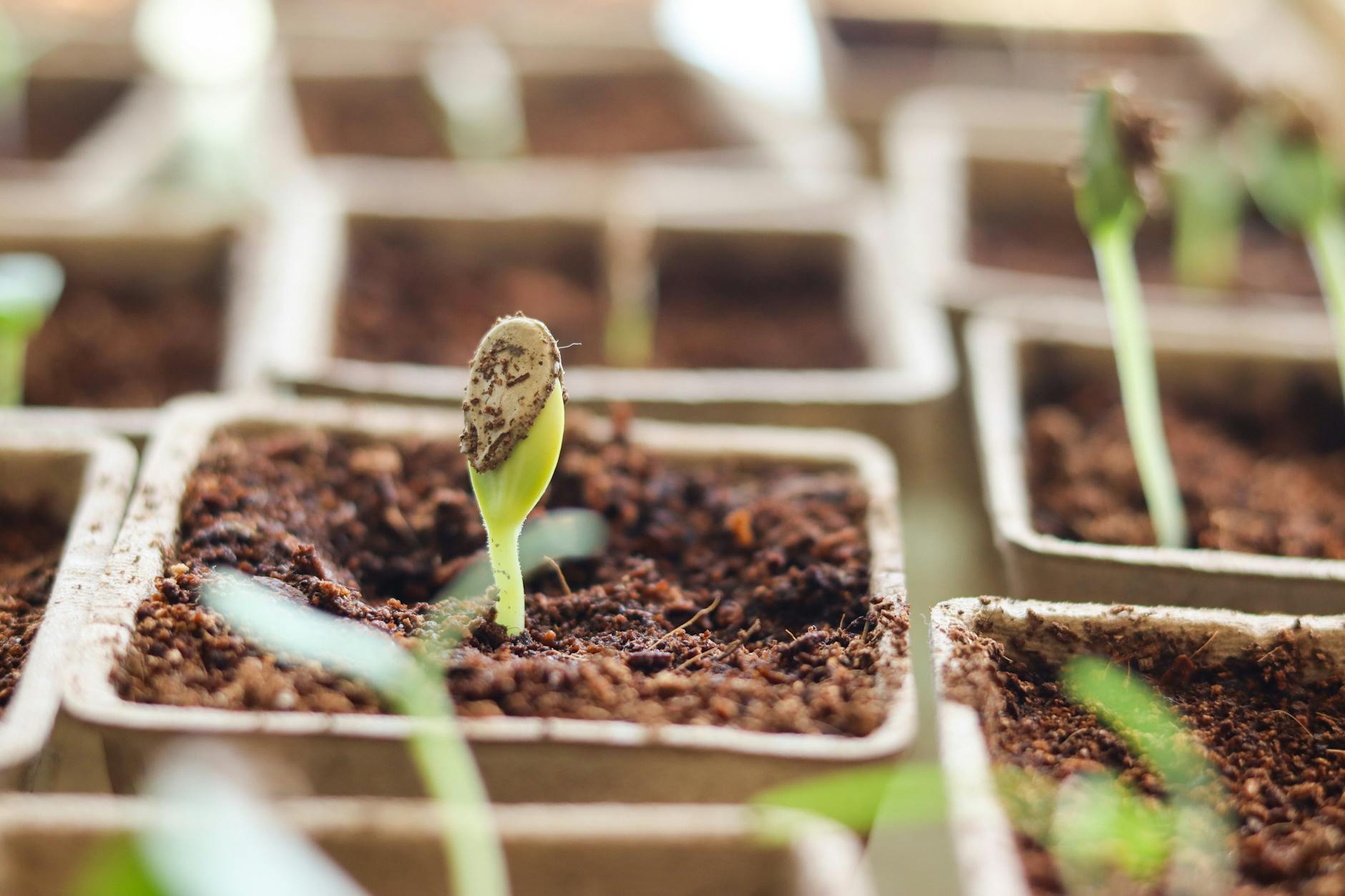 close up of seedling in small pot with soil