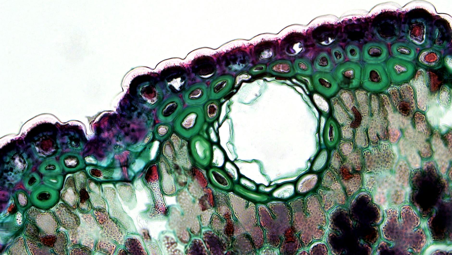 cell seen under microscope
