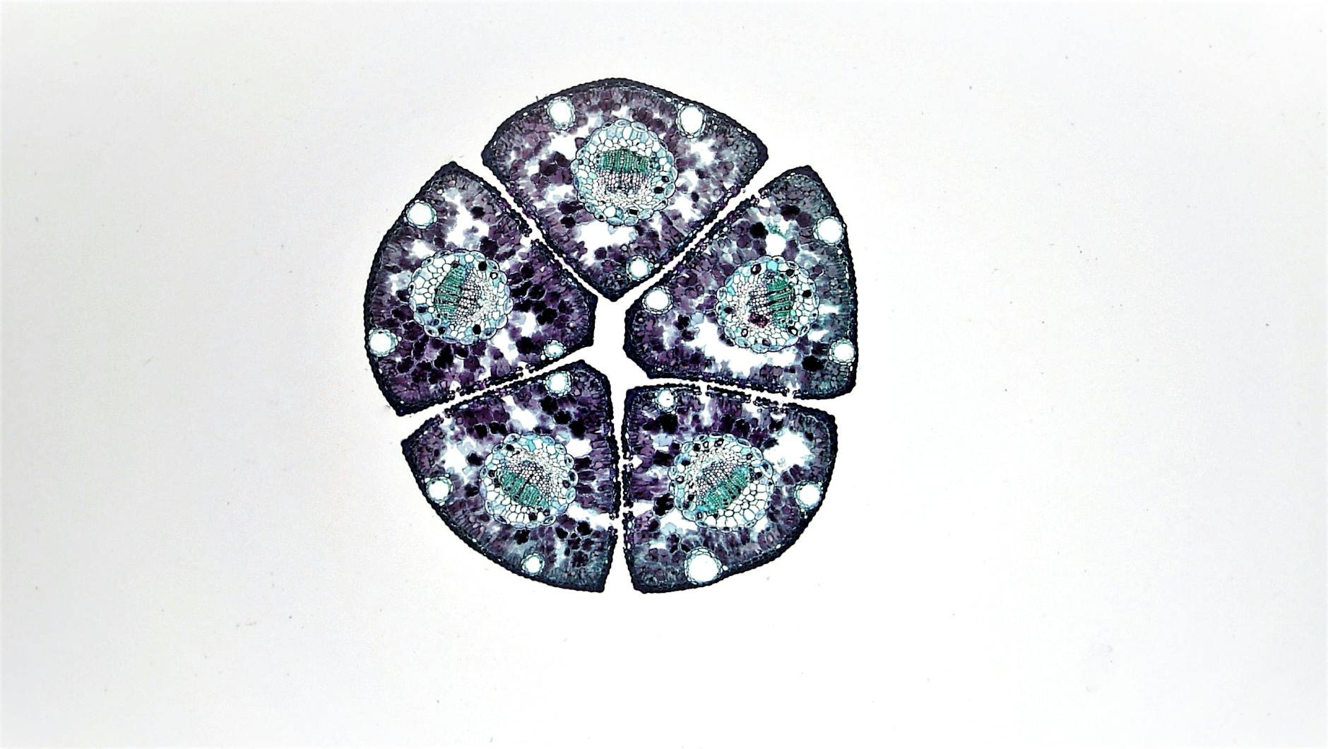 cell under microscope