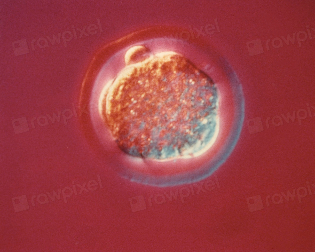 Sixteen (16) cell stage mouse