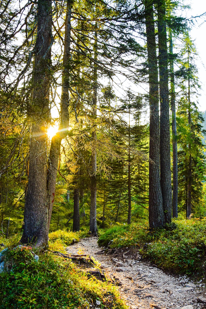 stream and trees