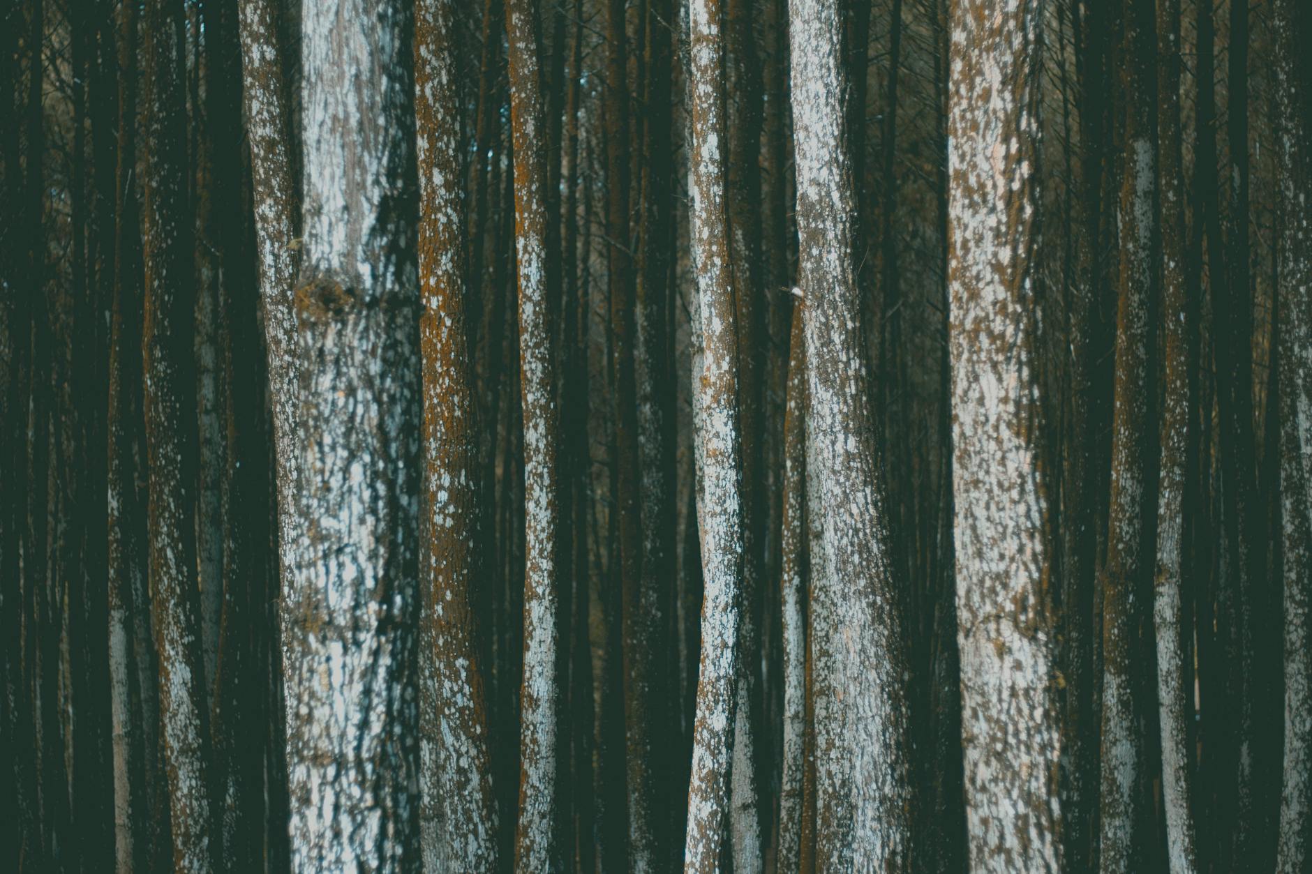 snow covered trees